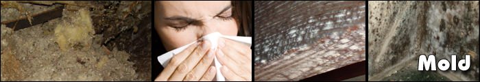 Home Mold in ON, including Kingston, Belleville & Napanee.