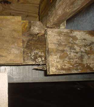 Extensive basement rot found in Picton by McInroy Basements Inc.
