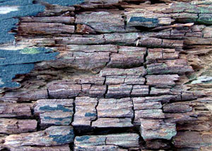 Dry rot damaging wood in Sharbot Lake