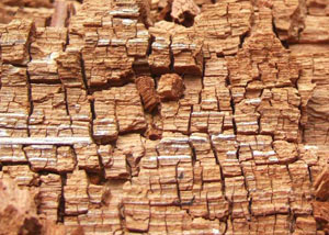 Wood severely damaged by dry rot damage in Havelock