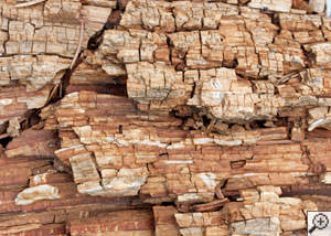Dry rot damage on wood in Westport