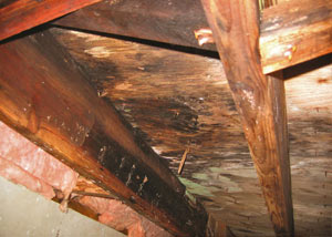 Extensive crawl space rot damage growing in Tyendinaga