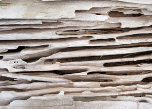 Carpenter ant tunnels and galleries in structural wood in a Tyendinaga home