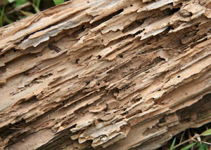 Termite-damaged wood showing rotting galleries outside of a Westport home