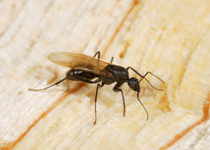 Closeup of a carpenter ant breeder in Bancroft