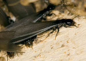 Closeup view of a termite new queen breeder in Madoc
